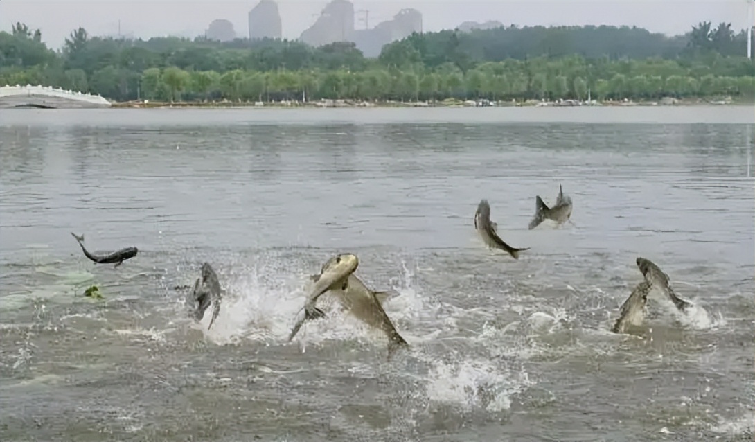 湖南湘江：江边大群鱼忽然乱跳，数斤一条，有鱼跳上岸被捡走