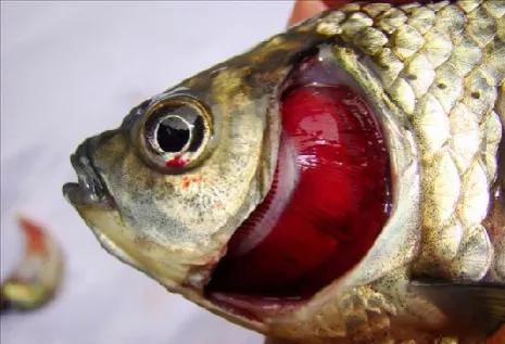 鱼儿鳃出血的症状表现:鳃出血与大红鳃的区别