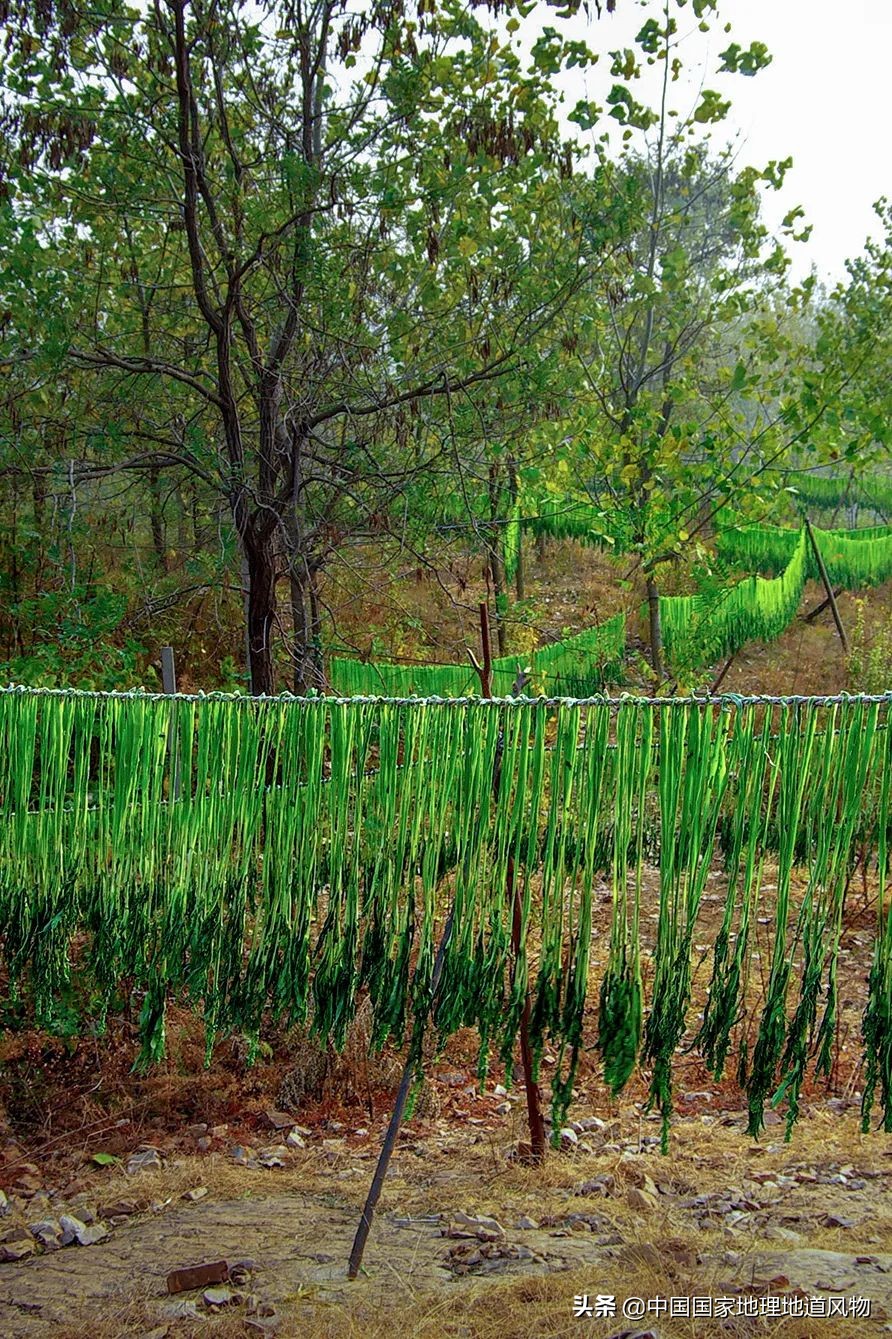 助力蔬菜自由，山东、河南、河北、江苏四省，种菜到底有多猛？