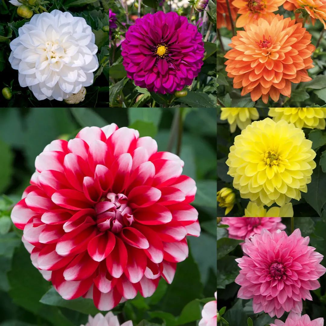 关于花园的春季限定，我想分享这五种花草的福利。