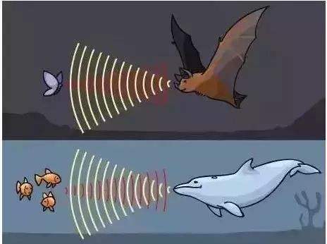 频率物体每秒钟振动的次数