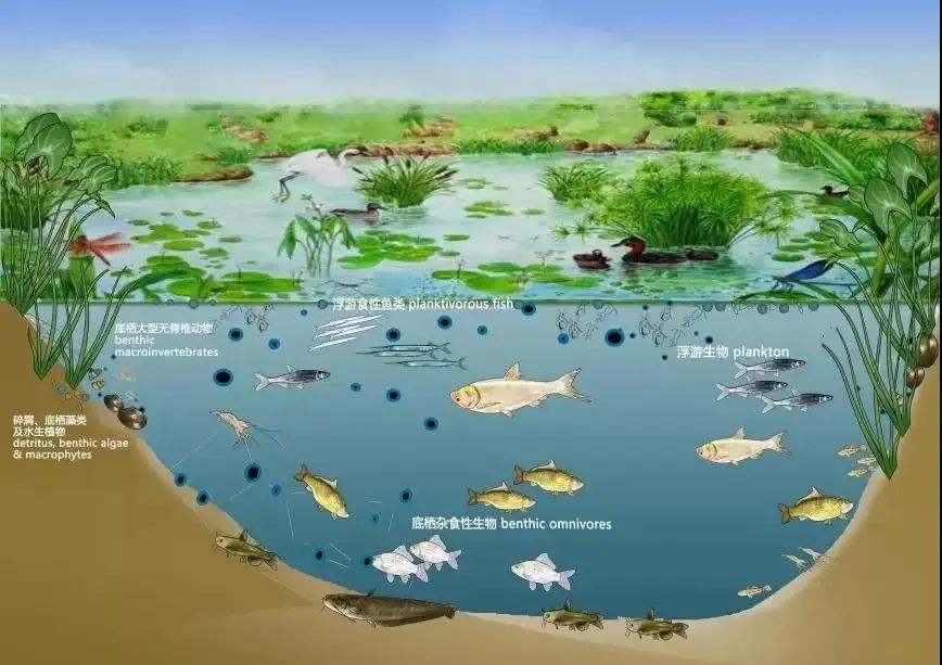 【知识分享】水生态监测和生物监测技术知多少