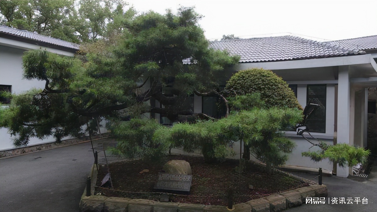 收藏！“湖北十大最美古树”档案，每一棵都是宝贵财富