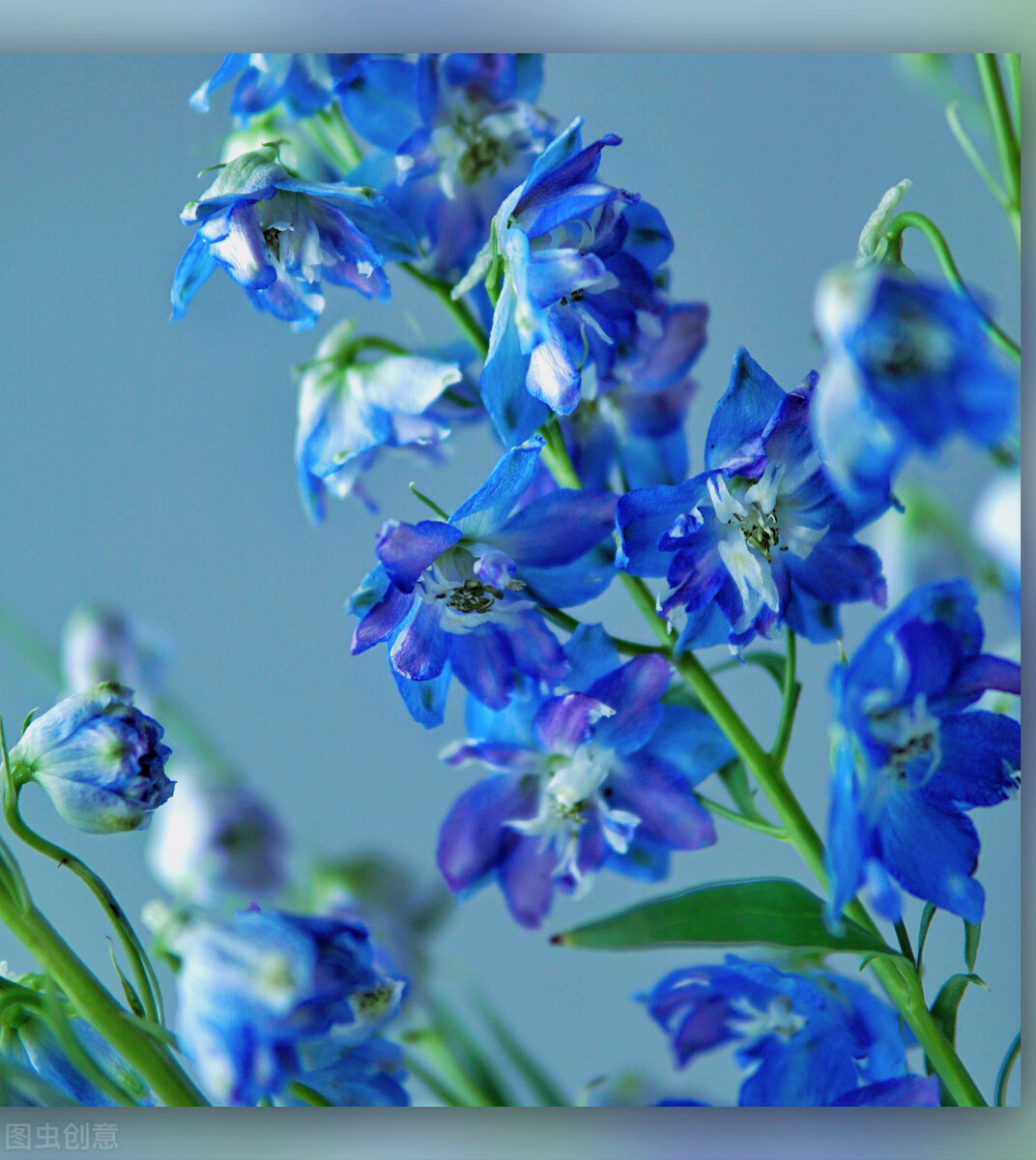 一花一世界,大自然真奇妙,美轮美奂的蓝色花海,醉香迷人