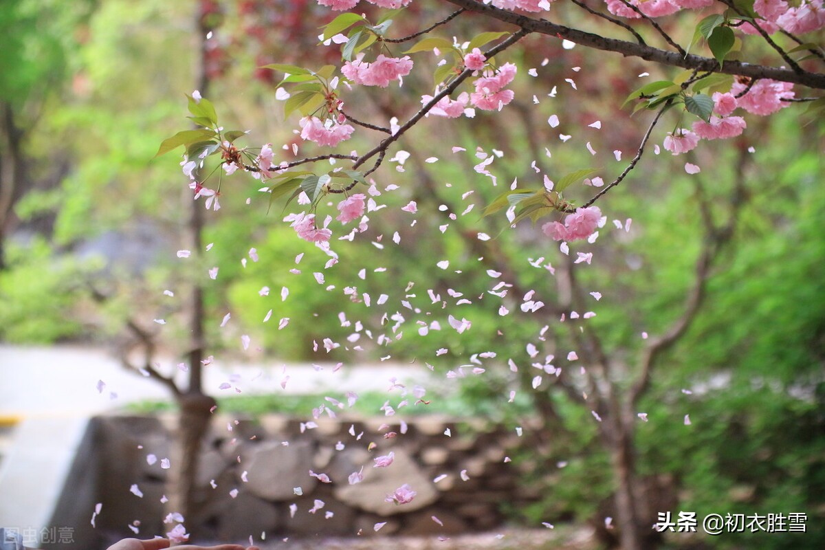 落花美诗五首赏读：桃花自落非关雨，梅子半黄知是春