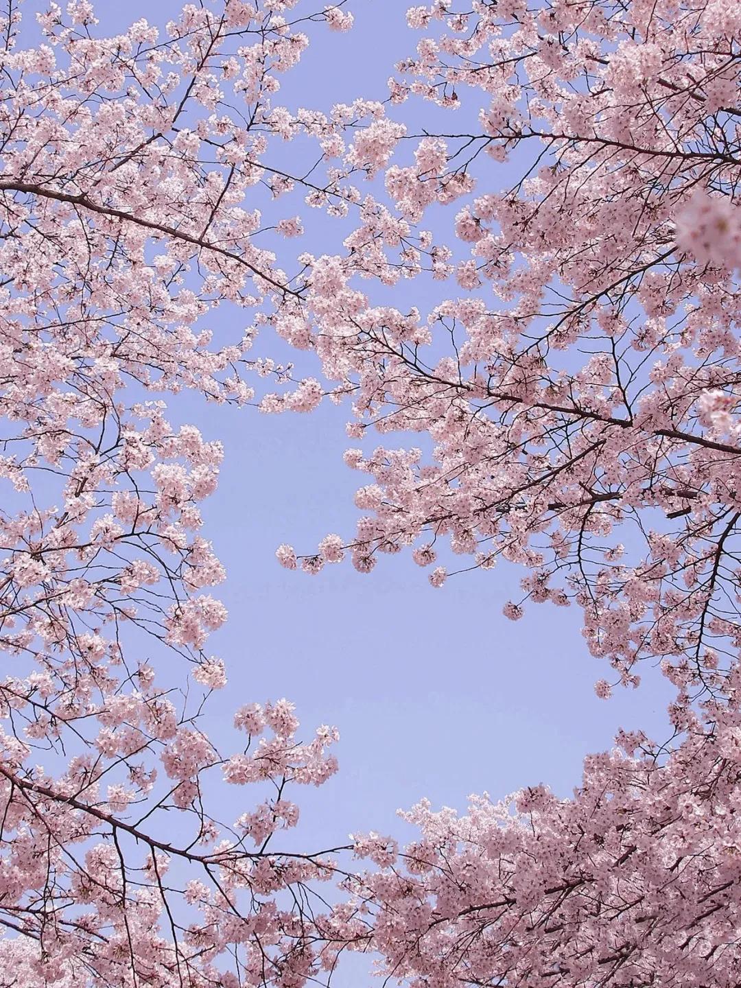 朋友圈? 关于花的浪漫文案 小众且温柔