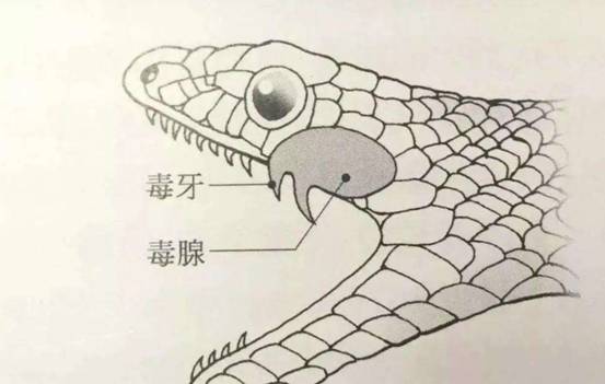 我国陆地最毒的蛇，曾让专家“打飞的”送解药，它有多毒？