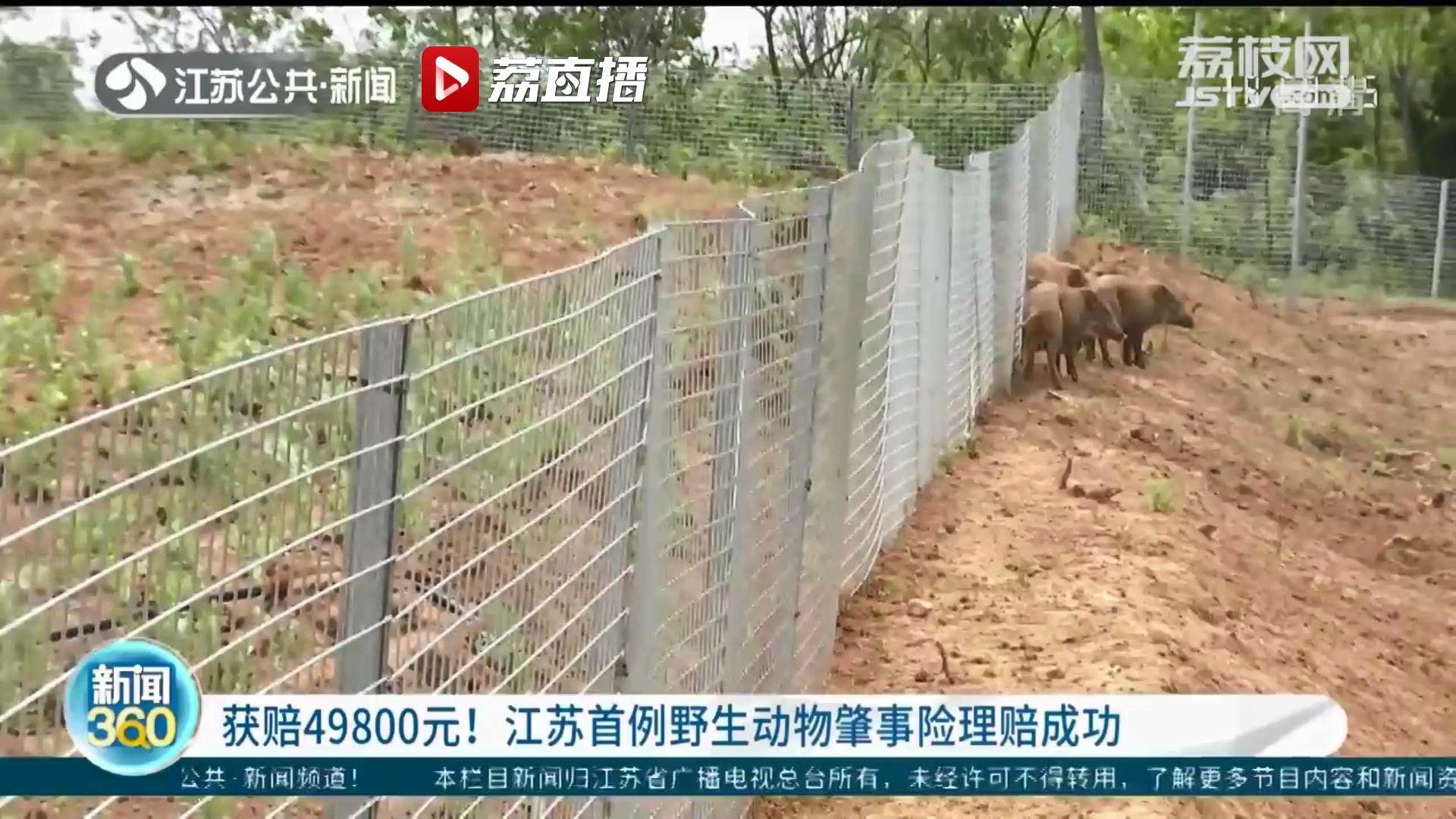 江苏首例野生动物肇事险理赔成功 南京浦口一茶场获赔49800元