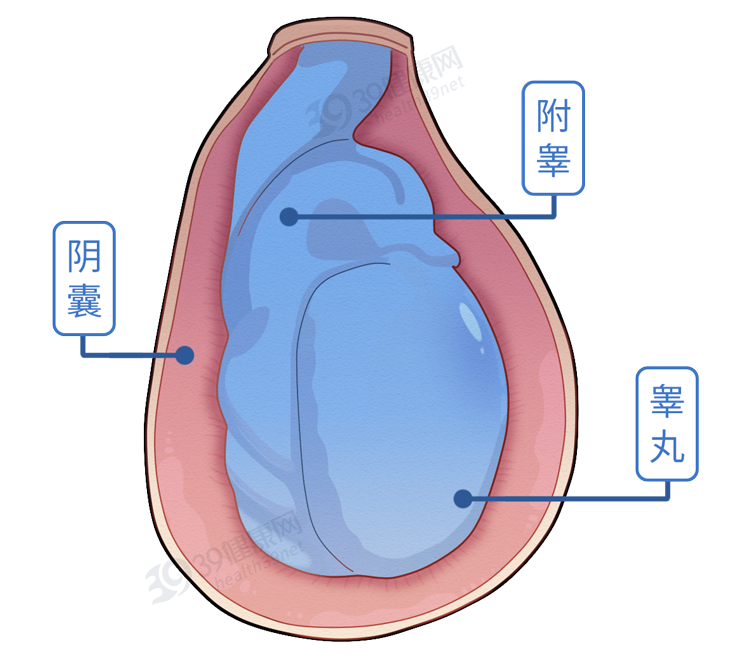 给男性带来什么危害?这4点原因要远离