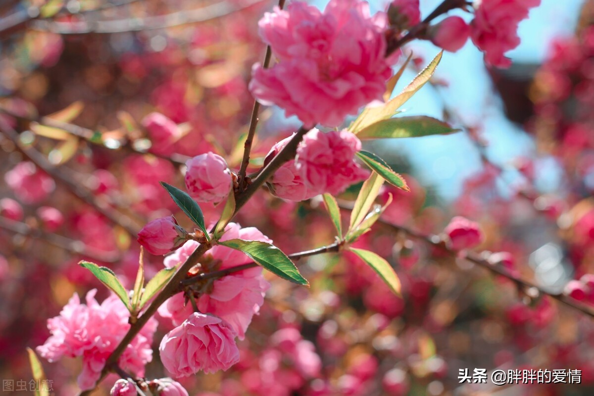 春暖花开的季节，阳光正好，微风不燥，愿你明媚如初，幸福荡漾