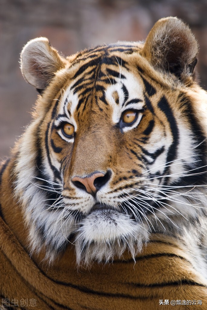 祝福祖国繁荣昌盛(祝福祖国串词)