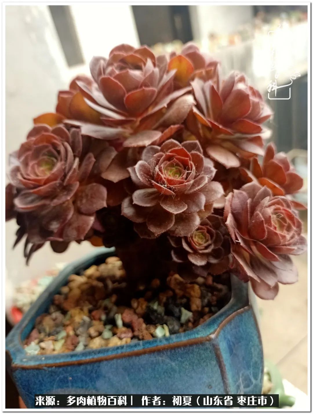 没有梦想的咸鱼 突然有一天迷上了多肉 天天看点