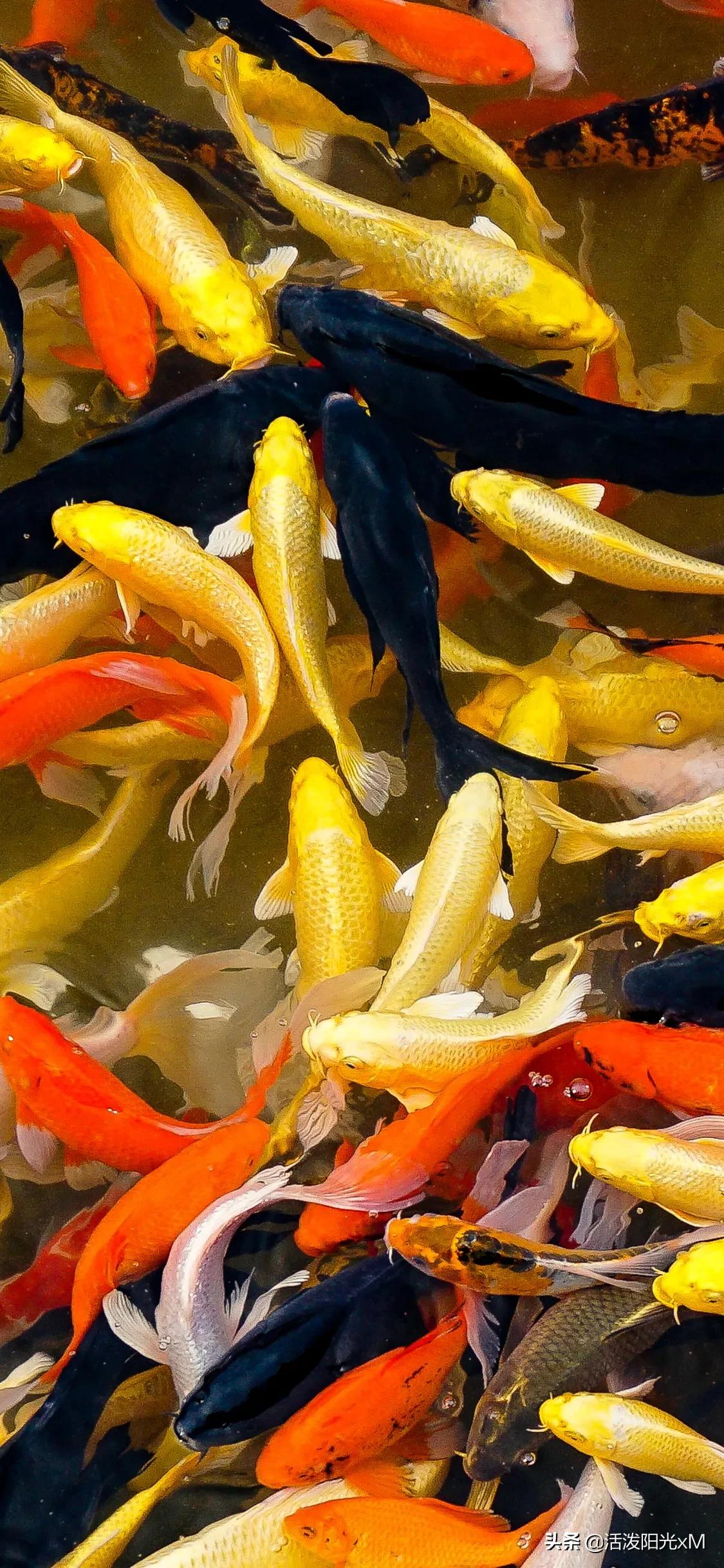 锦鲤图片锦鲤高清图片