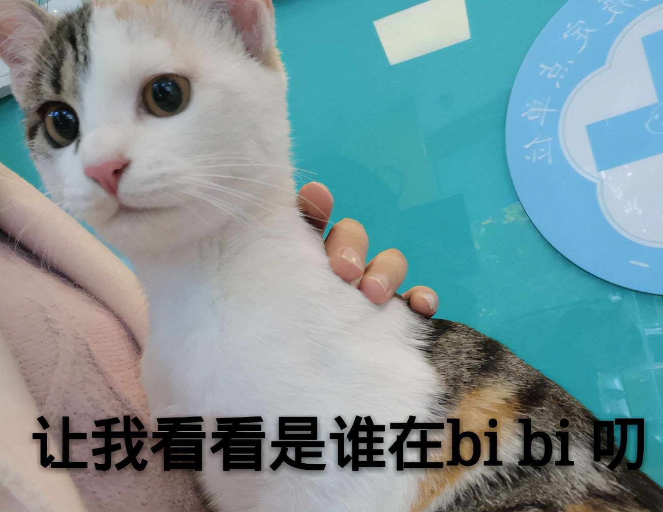 忽悠我养“三花猫”的人，真是害苦我了