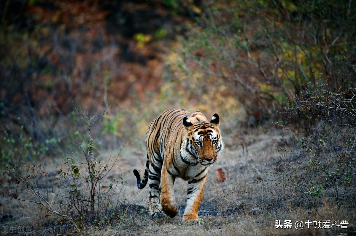 9种能杀死老虎的动物，竟有4种食草动物，老虎还能统治动物界？