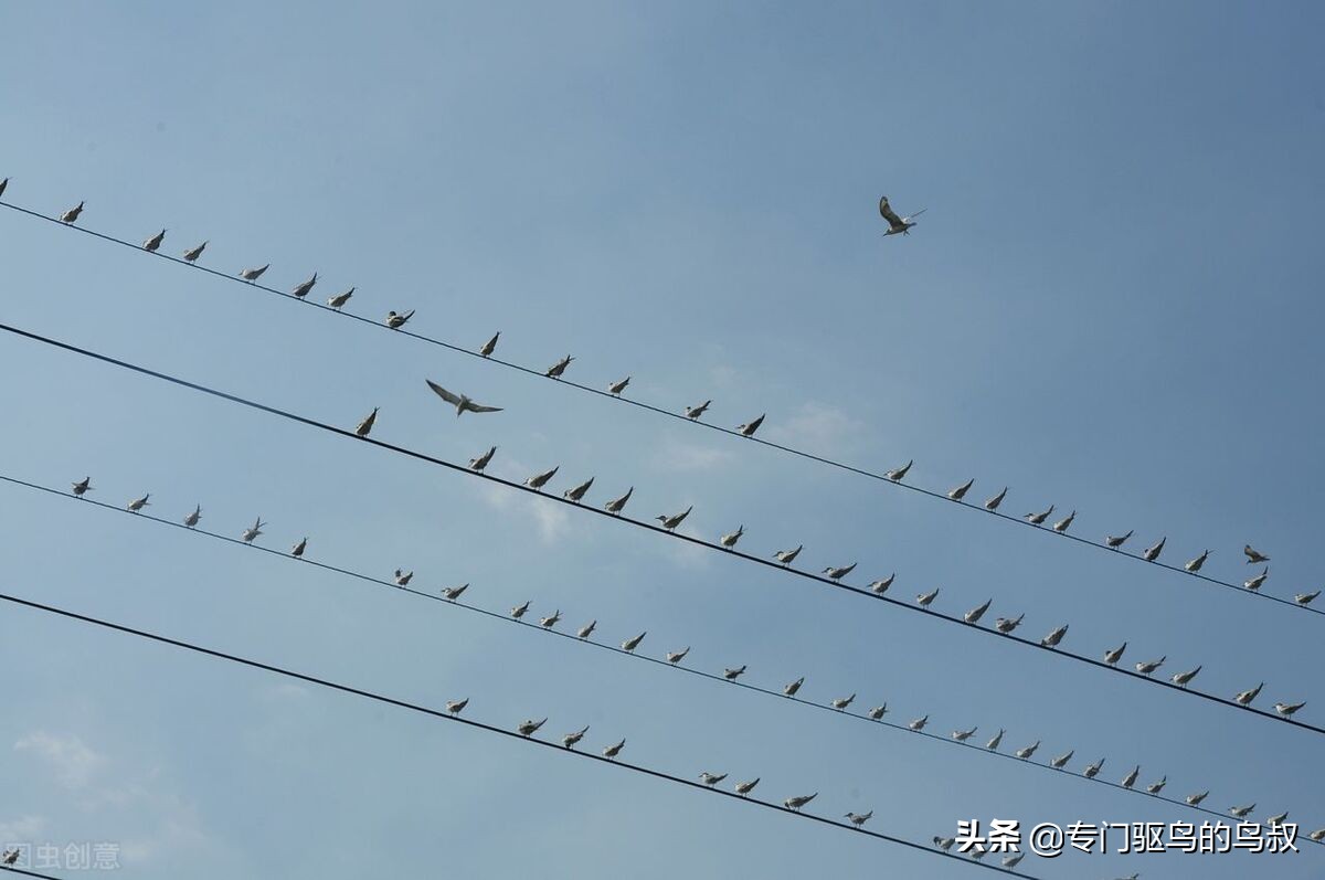 鸟类，不仅仅是人类的朋友，也是人类的敌人