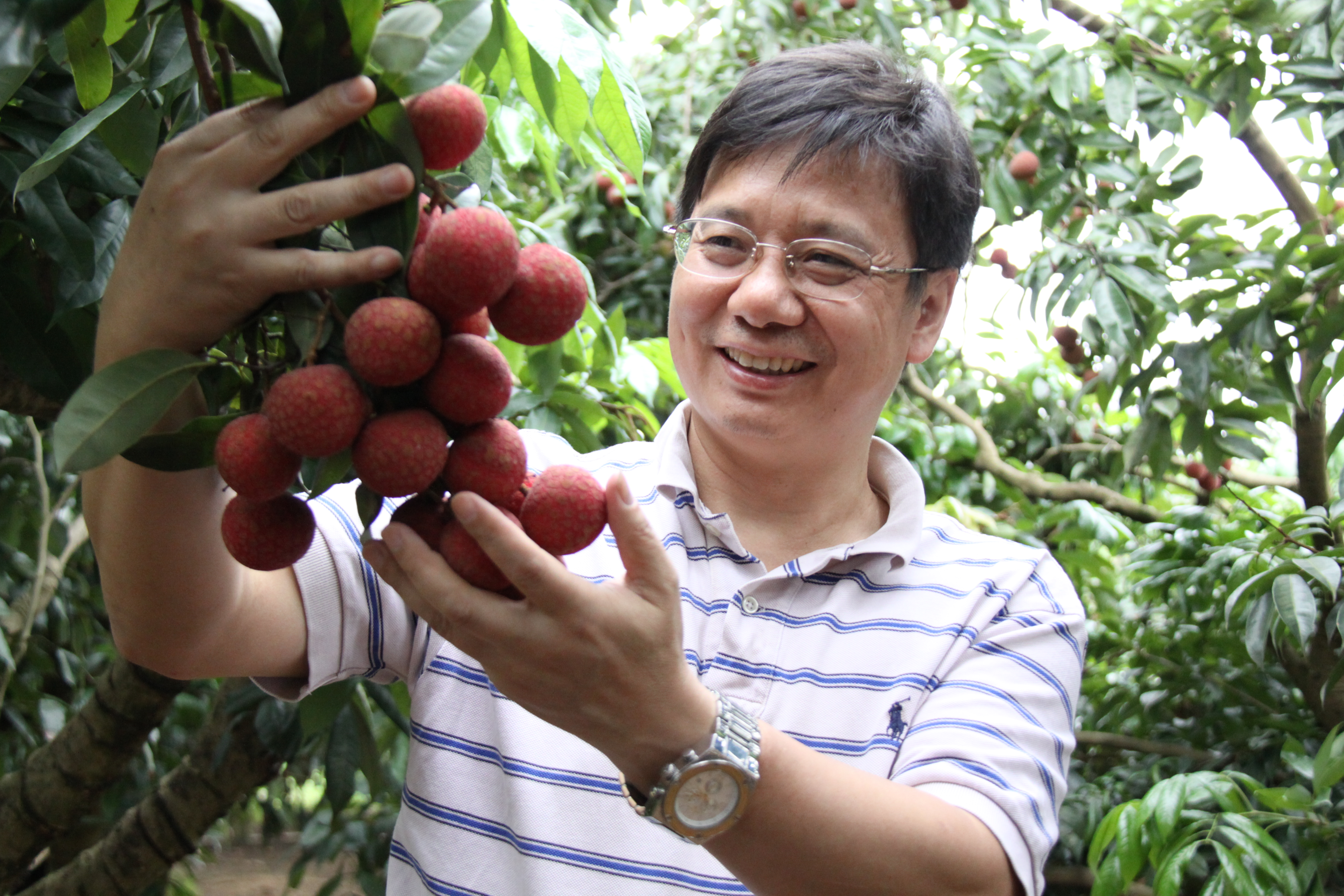 荔枝起源驯化的历史之谜被解开