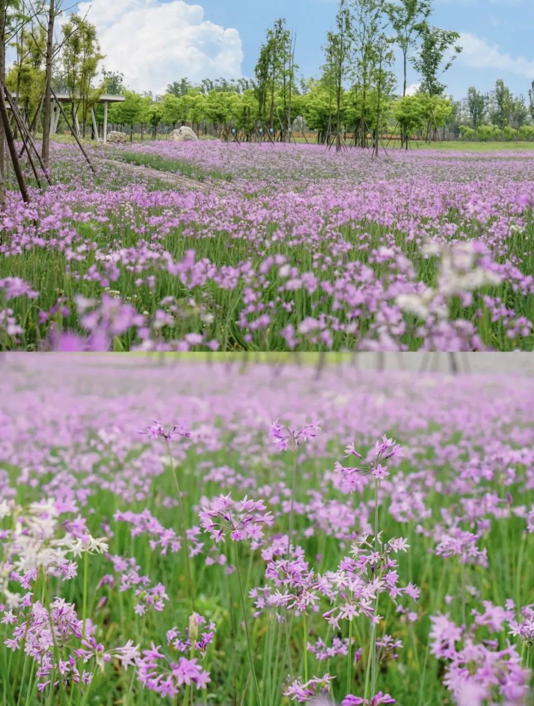 成都哪里好玩（去成都认准这些宝藏旅游点就够了）