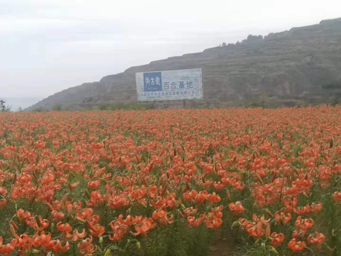 入围！为西固这家农产品加工企业点赞