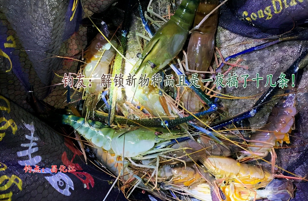 体长半米的大虾，钓友一夜搞了十几条，网友：我们这70一斤