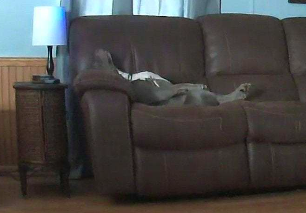 当主人去上班后，狗狗面朝上躺在沙发上睡觉，狗：终于可以不装了