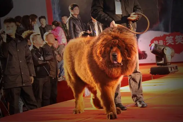 从身价上千万,到沦为没人敢要的流浪狗,藏獒泡沫是怎么破灭的?