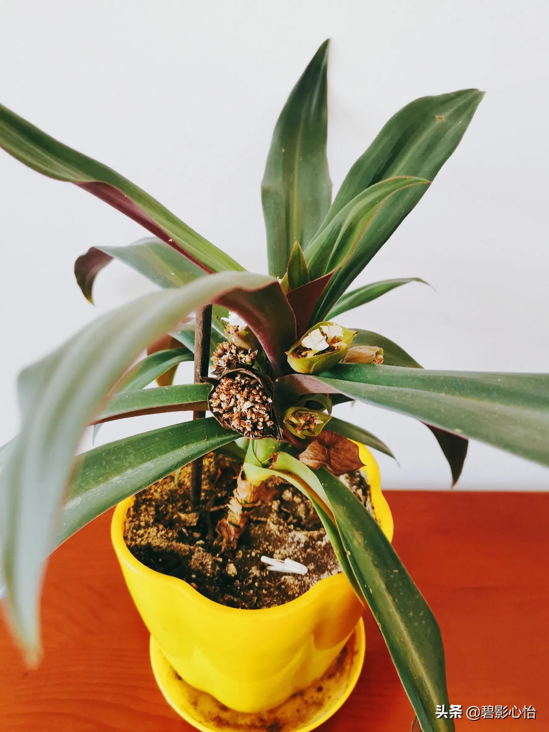 紫背万年青是什么植物(紫背万年青怎样培育和养护)