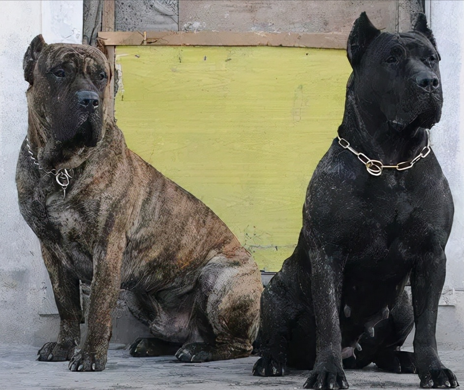 见到一定绕道走！地表战斗力爆表的12种猛犬，一獒战三狼战狮子？