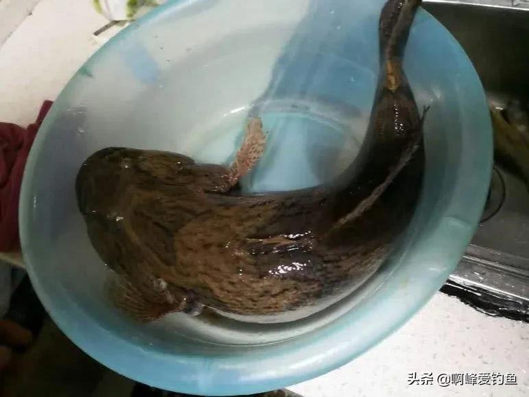 虎鱼多少钱一斤(爬地虎) - 价格百科