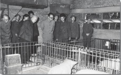 华国锋意外收到一封“意见信”，并回复：破除个人迷信请从我开始