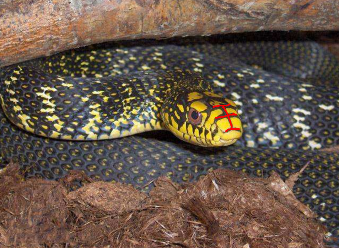 无毒的菜花蛇却被称为"百蛇之王",原因何在?有毒的蛇还怕它