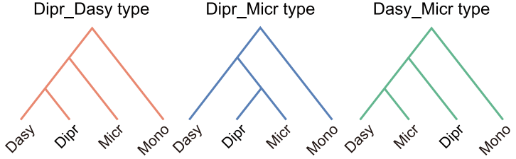 为什么南美的小山猴，“长得像”澳洲的袋鼠？