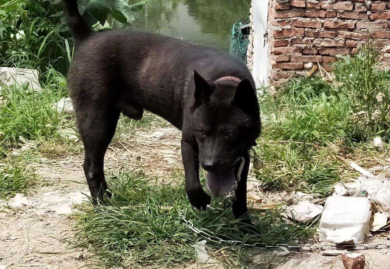 田园犬和土狗有什么不同（土狗三大品系划分）