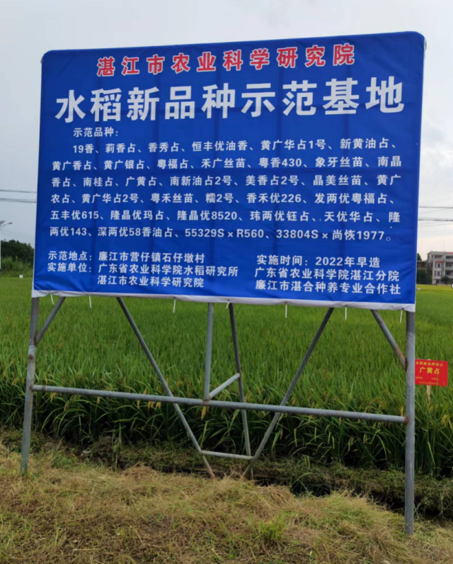 165个新优品种亮相！2022广东早造水稻新品种示范展示湛江举办