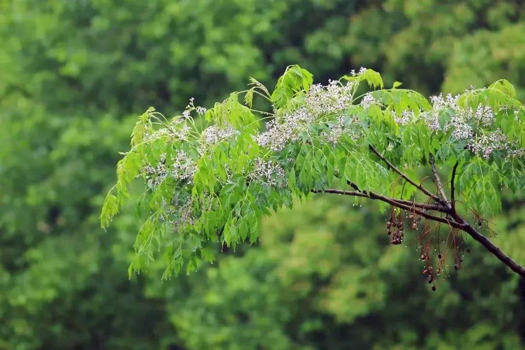 苦楝树图片是什么样的(苦楝树的用处和药用价值)