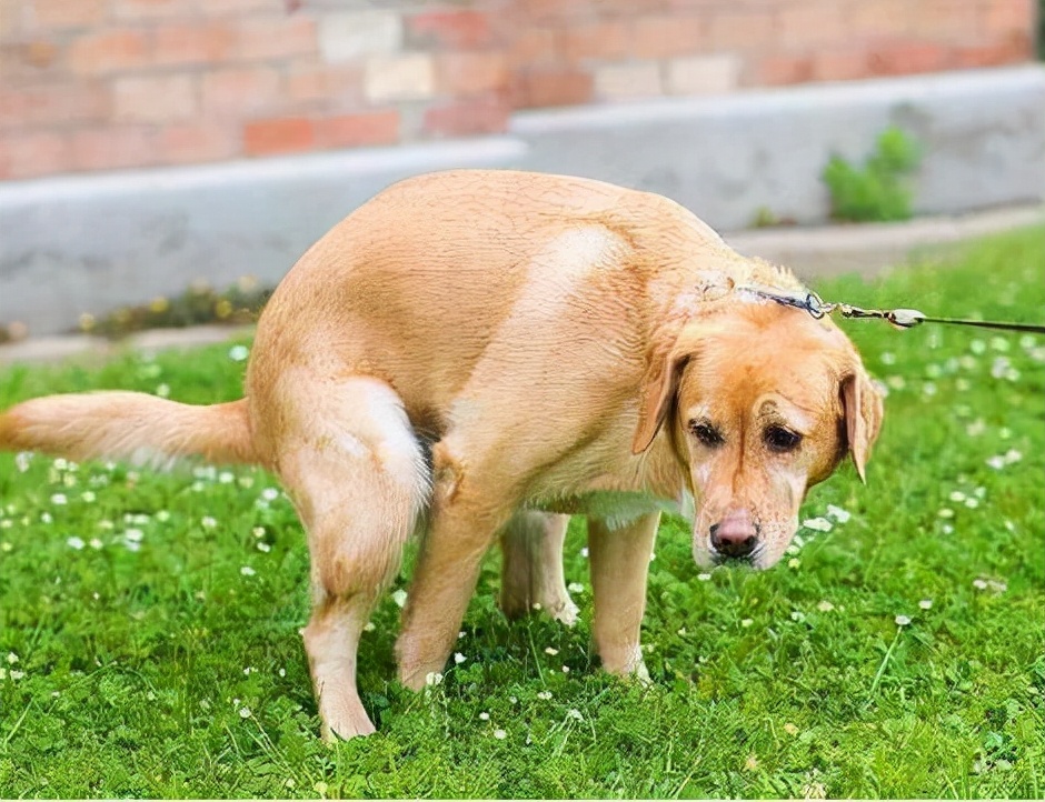 遇到恶犬咬人，打它这里，一击见效