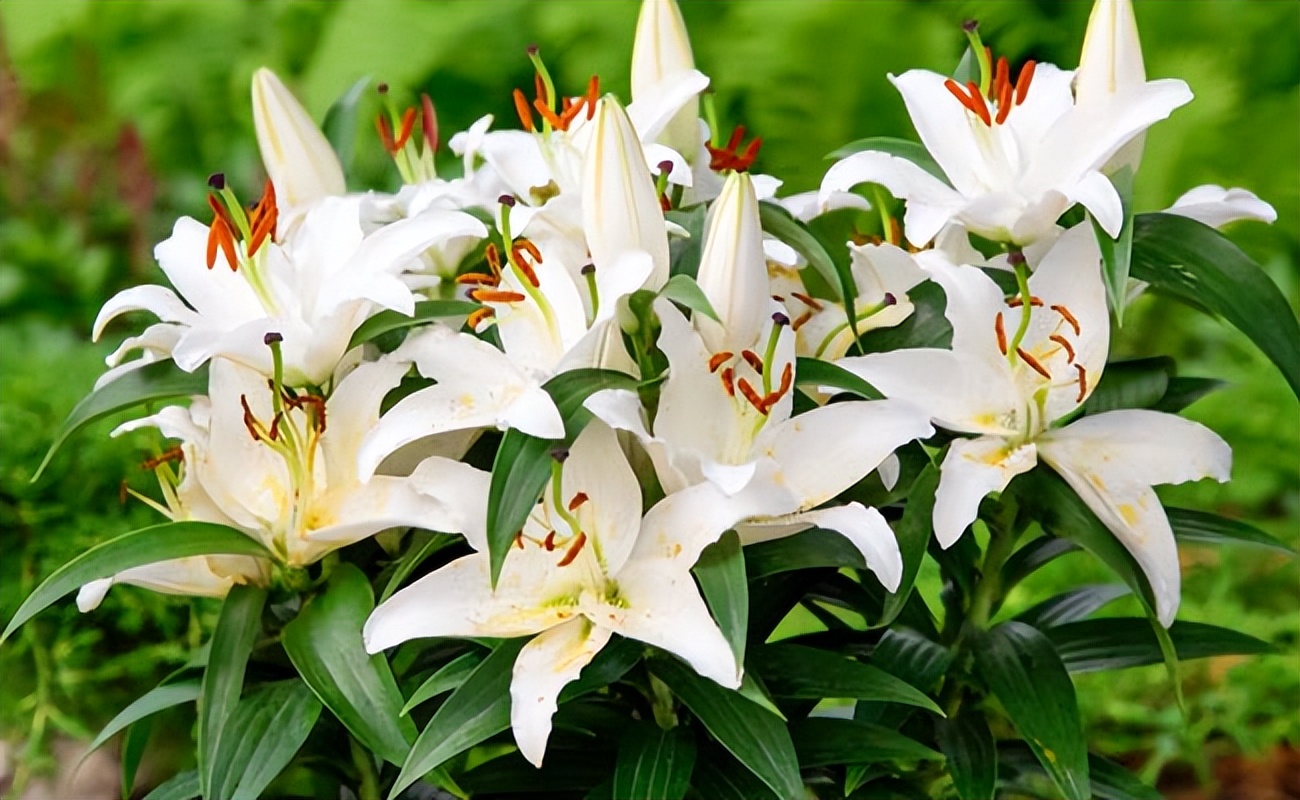 长花百合,也被称为复活节百合,大多作为假日植物出售.