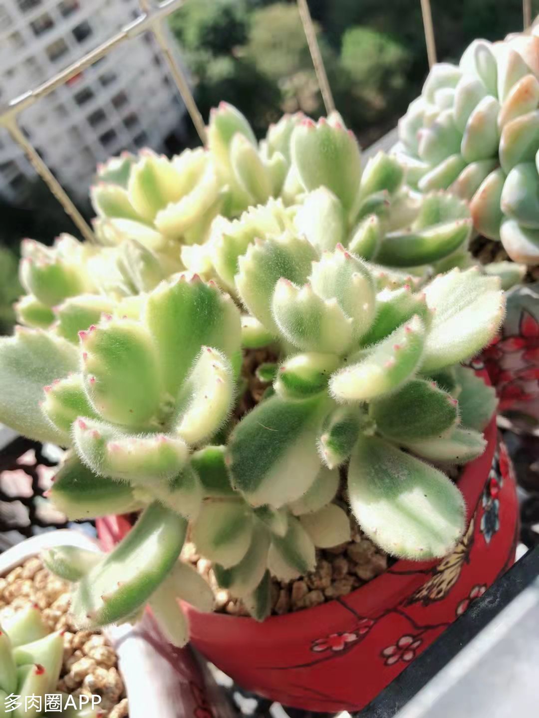 多肉葉片變黃的原因你都知道嗎 速來圍觀 天天看點