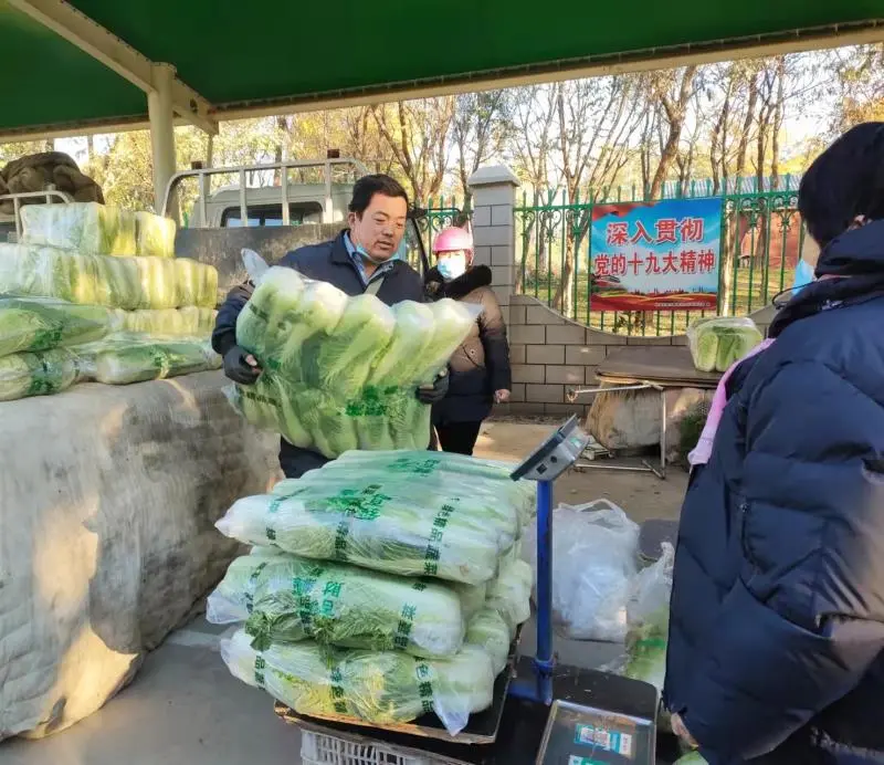 衡水市区大白菜供应充足!价格较去年翻一番