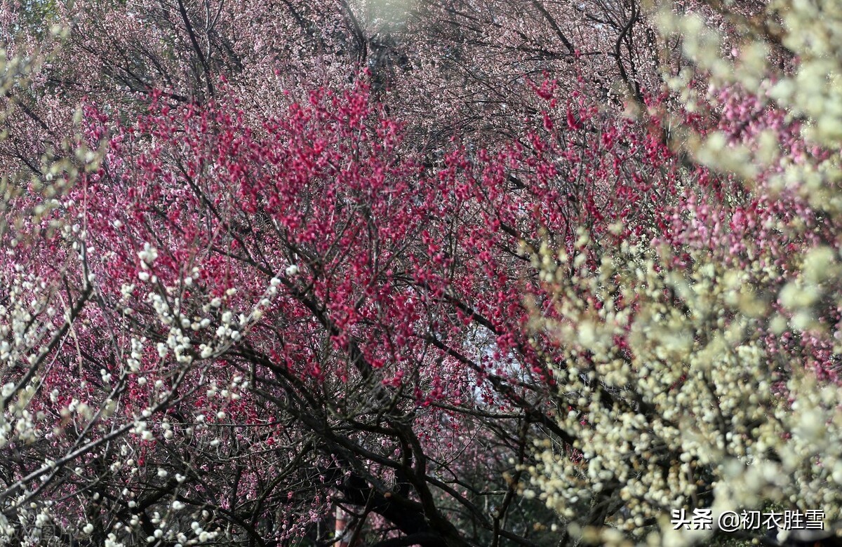 早春梅花美诗六首：开到梅花雪满轩，万花如玉月如银