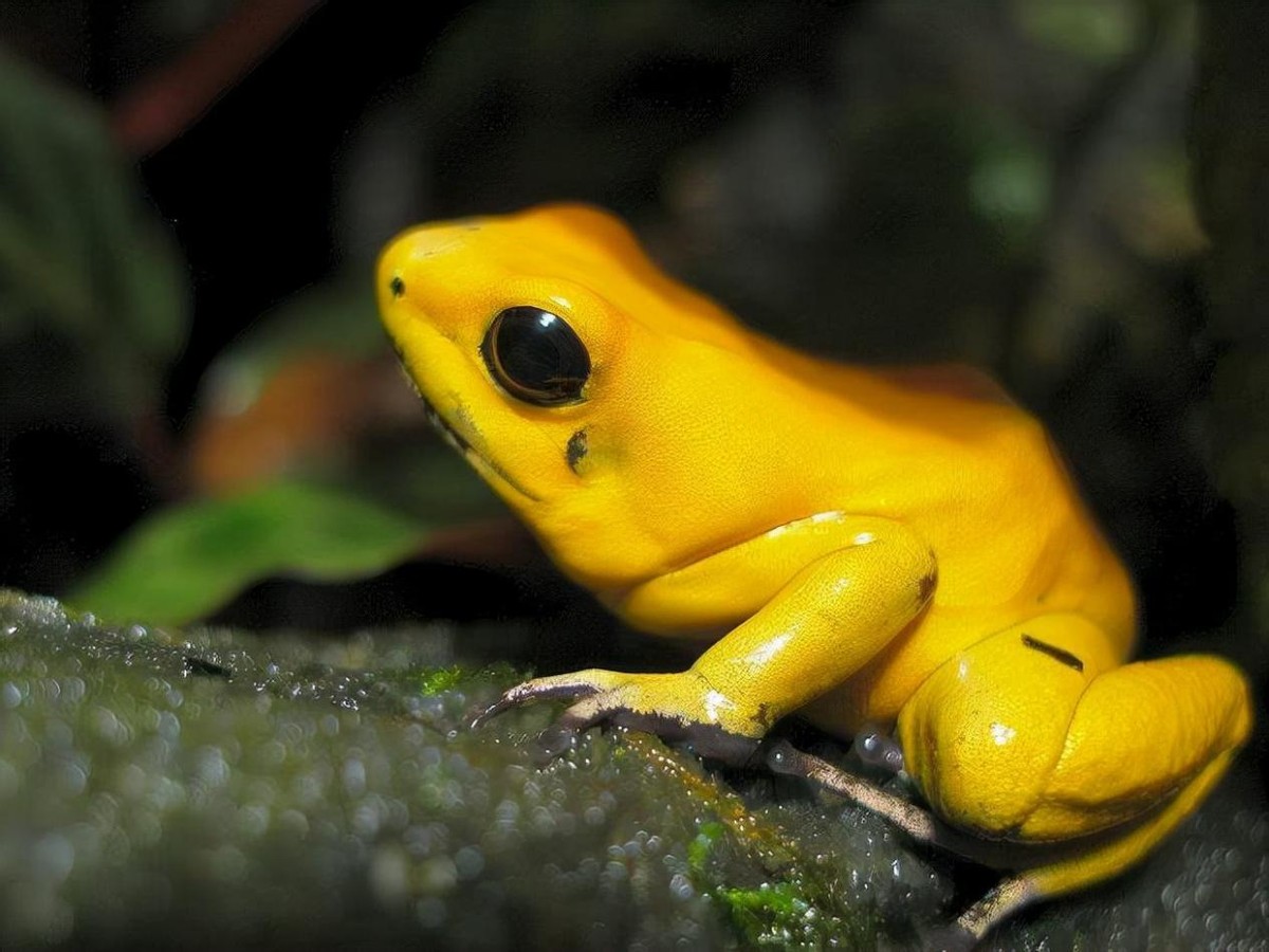 在亚马逊雨林比较有名的有毒动物,莫过于箭毒蛙,最小的体型不过1