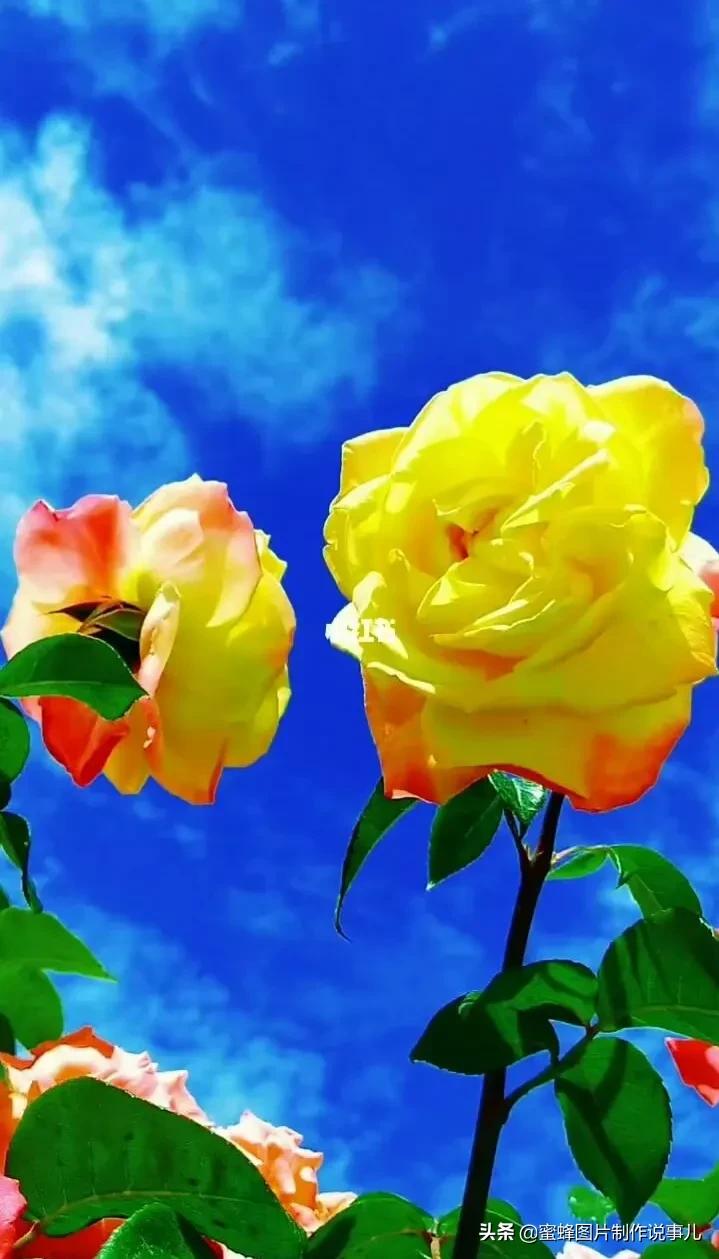 壁纸美图,玫瑰花开,富贵吉祥