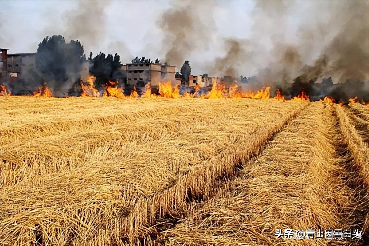 容易赔了夫人又折兵！盘点9个被网红带偏的农村创业项目