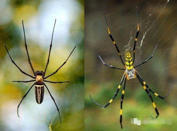 棒络新妇价格百万只外来生物入侵美国