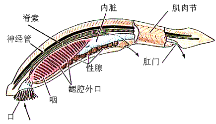 你知道文昌魚的傳說，海洋原索動物嗎？