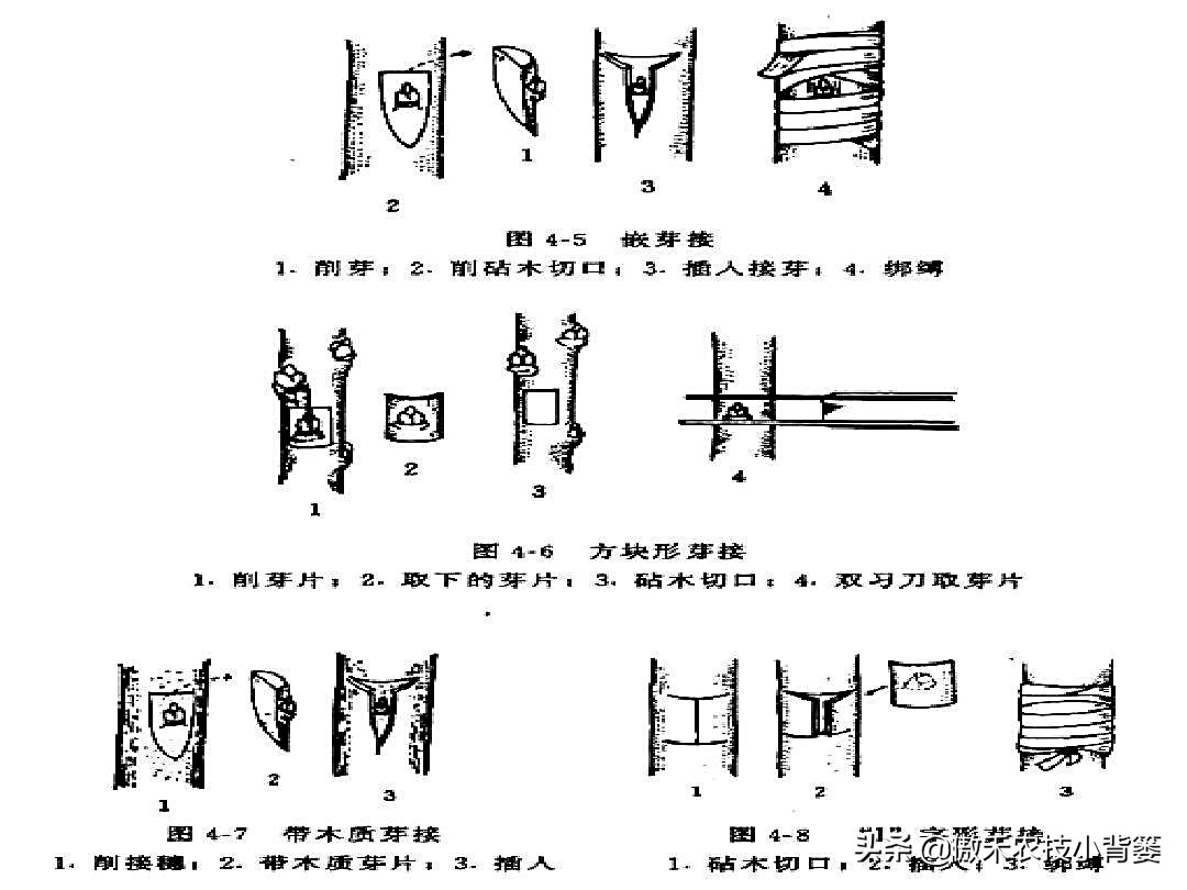 果树嫁接时间表（教你分辨家养果树的最佳嫁接时间）