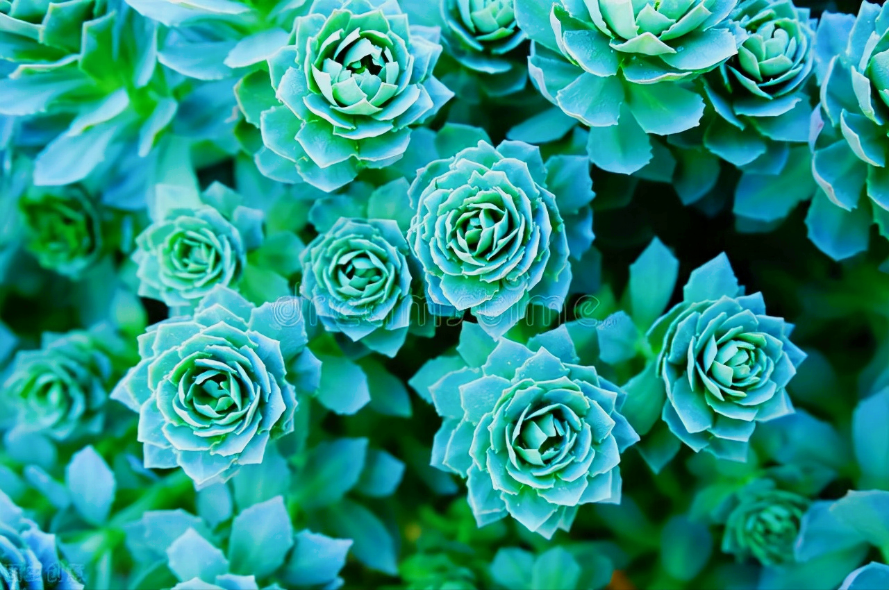 一花一世界、一花一奇妙，每朵花都与众不同，妩媚多姿