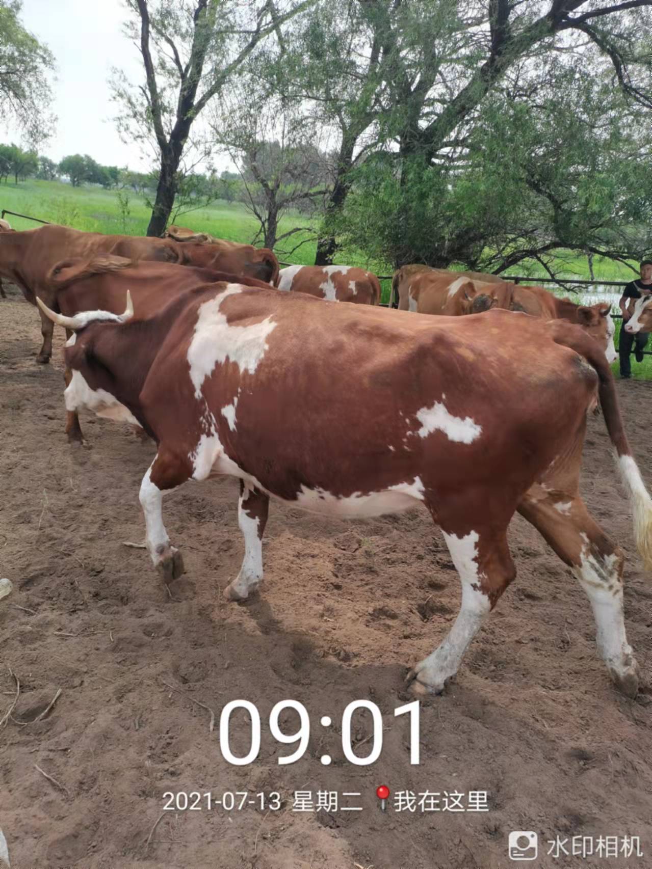 生态牧牛养殖 品质健康优选
