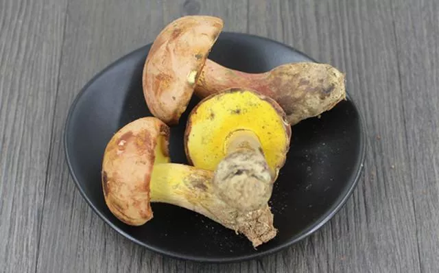 致幻剂:精神疾病治疗的新希望?