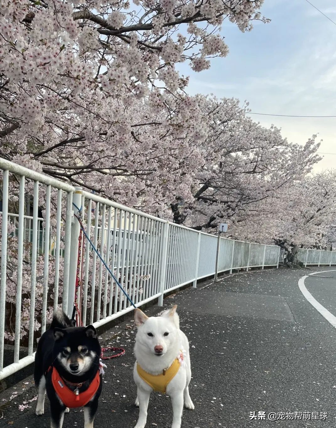 两只固执柴犬散步到岔路口，相互较劲让绳子变Y字型，笑喷网友